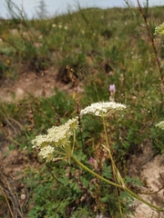 Kitagawia baicalensis