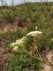 Kitagawia baicalensis