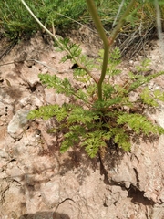Kitagawia baicalensis