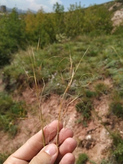 Stipa capillata