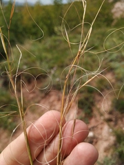 Stipa capillata