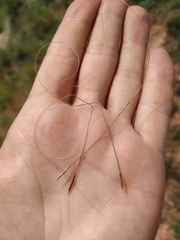 Stipa capillata