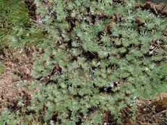 Artemisia frigida