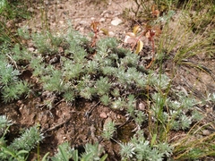 Artemisia frigida