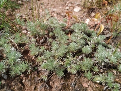 Artemisia frigida