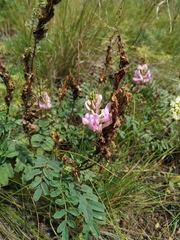 Hedysarum gmelinii