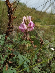 Hedysarum gmelinii