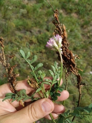 Hedysarum gmelinii