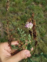 Hedysarum gmelinii