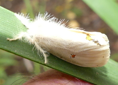 Euproctis haemodetes