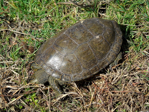 Caspian Turtle