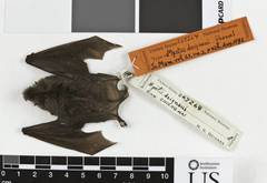 Horsfield's Myotis photo 5