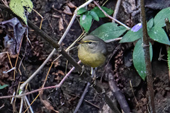 Phylloscopus griseolus