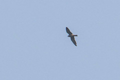 Falco amurensis