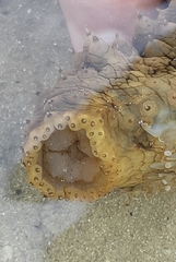 Stichopus herrmanni