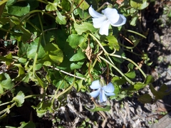 Viola floridana