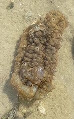 Stichopus herrmanni