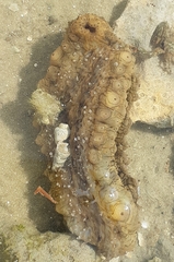 Stichopus herrmanni