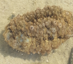 Stichopus herrmanni