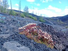 Saxifraga bronchialis funstonii