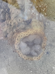 Stichopus herrmanni