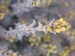 Helichrysum lucilioides