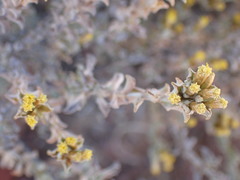 Helichrysum lucilioides