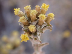 Helichrysum lucilioides