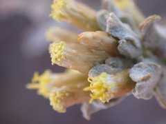 Helichrysum lucilioides