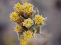 Helichrysum lucilioides