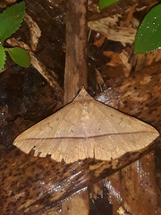 Epitausa rubripuncta