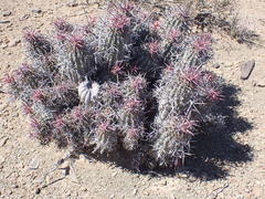 Euphorbia stellispina