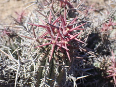 Euphorbia stellispina