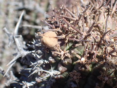 Euphorbia stellispina