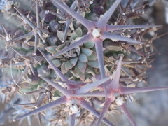 Euphorbia stellispina