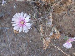 Trichodiadema rogersiae