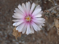 Trichodiadema rogersiae