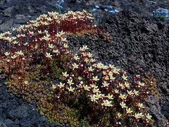 Saxifraga bronchialis funstonii