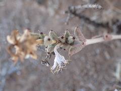 Trichodiadema rogersiae