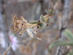 Trichodiadema rogersiae