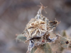 Trichodiadema rogersiae