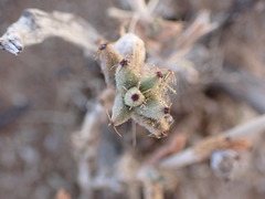 Trichodiadema rogersiae