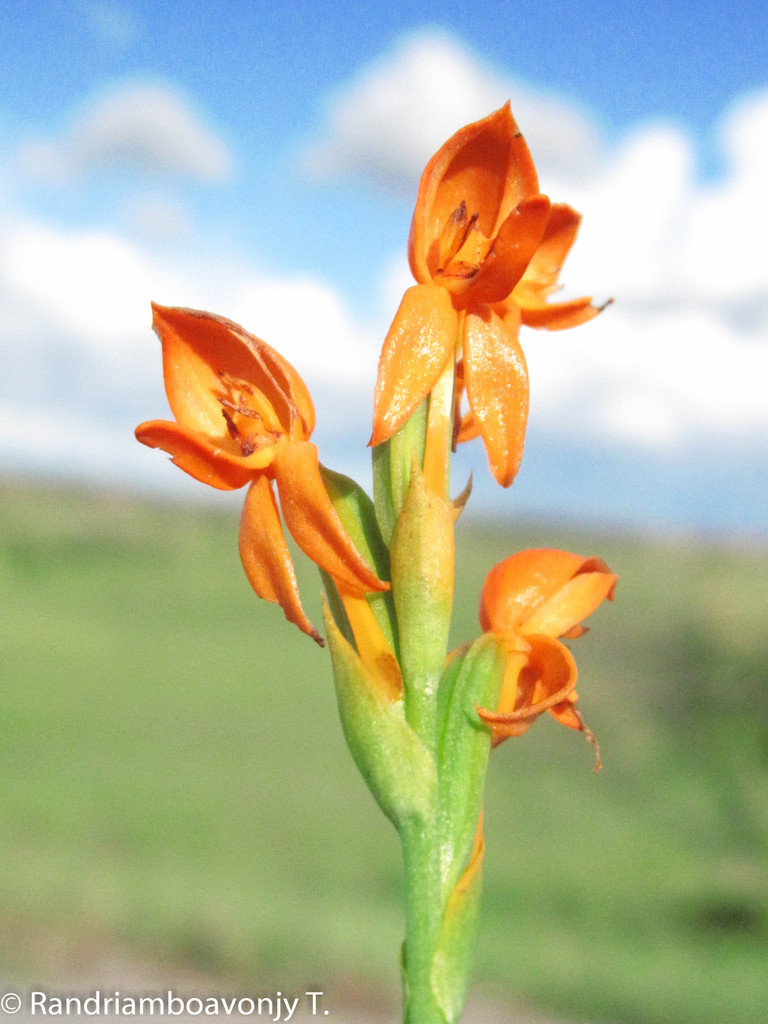Platycoryne pervillei