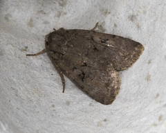 Apterogenum ypsillon