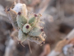 Trichodiadema rogersiae