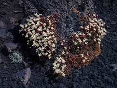 Saxifraga bronchialis funstonii