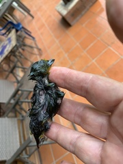 Euphonia laniirostris