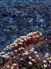Saxifraga bronchialis funstonii