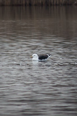 Larus marinus