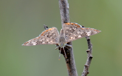 Apodemia walkeri